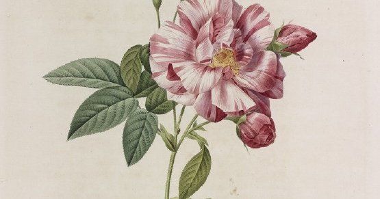 Julie HERZOG PIQUOT (1813 – 1880)