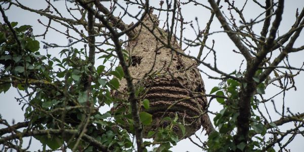 Climat : pourquoi les abeilles produisent-elles moins de miel ?
