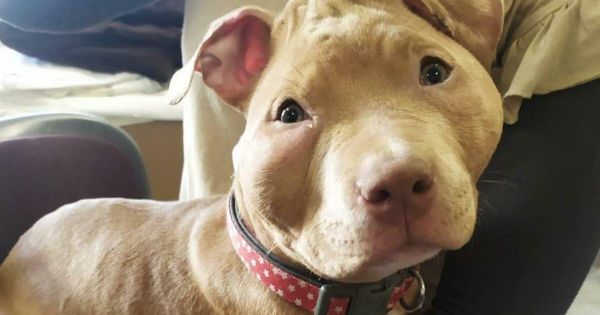 Maltraitance animale. Un couple d'influenceurs accusé d'actes de barbarie sur son chiot de 4 mois