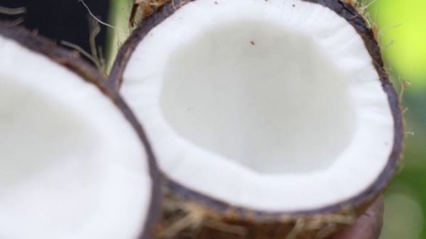 Inde : la noix de coco fait vivre quatre millions de personnes dans le pays