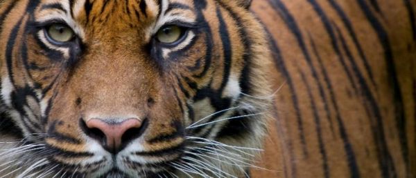 Le tribunal correctionnel de Beauvais condamne Mario Masson, un dresseur de tigres, à une amende de 5.000 euros et à la confiscation de ses dix félins pour mauvais traitements