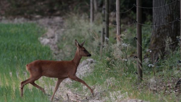 Chasse : le Sénat adopte à l'unanimité la proposition de loi limitant l'engrillagement des espaces naturels