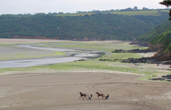 Algues vertes : L'Etat pas responsable du décès d'un joggeur en Bretagne