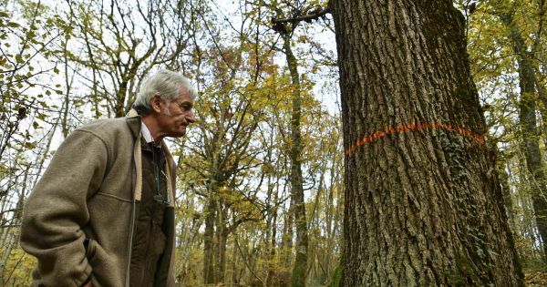 Saône-et-Loire. L'affouage : le retour en force d'un droit ancestral [+vidéo]