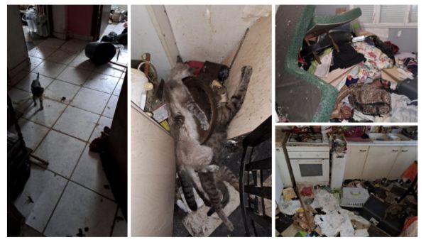 Quimper. Une quinzaine de chats dont deux cadavres retrouvés dans un appartement insalubre