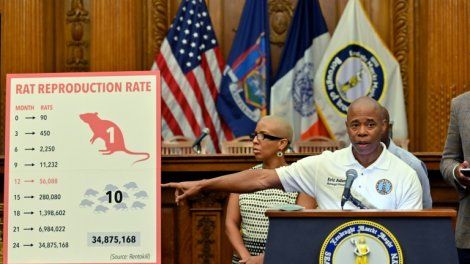 Un "job de rêve" à New York: chef "sanguinaire" à la mairie pour l'"abattage" des rats