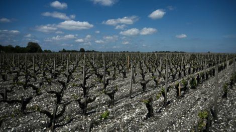 Dans l'Entre-deux-Mers, la "descente aux enfers" d'une famille de vignerons