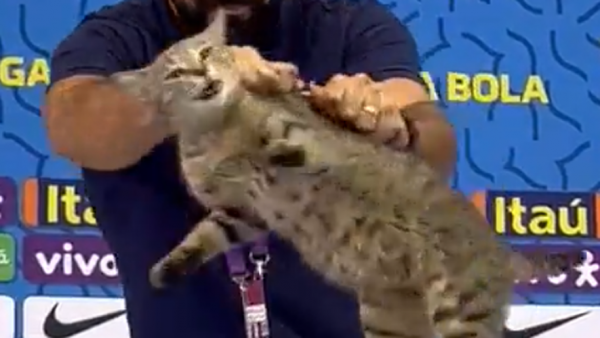 Coupe du monde au Qatar : un chat se fait balancer par terre après avoir fait irruption en conférence de presse, les images qui choquent le Brésil