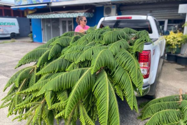 Taiana Juventin cultive et livre les sapins de Tahiti depuis 20 ans