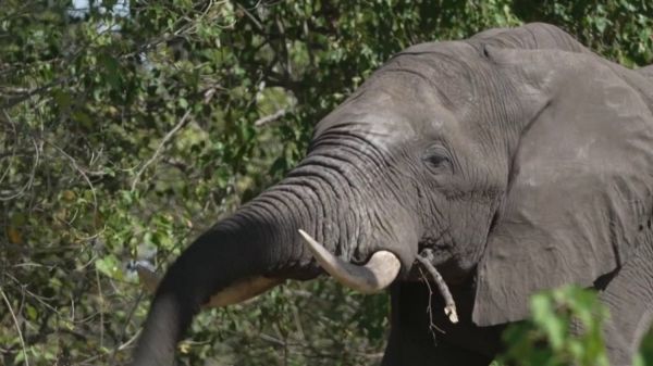Botswana : les éléphants sont dans le viseur des chasseurs