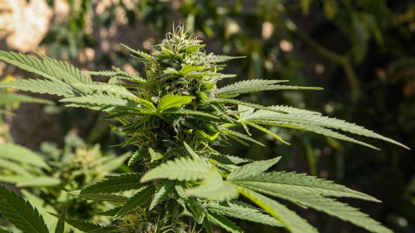 Cannabis : "Il est temps de changer de paradigme", estime le Conseil économique et social qui se prononce pour une "légalisation encadrée"