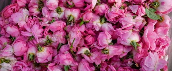 L'huile de rose pourrait contribuer à réduire le stress