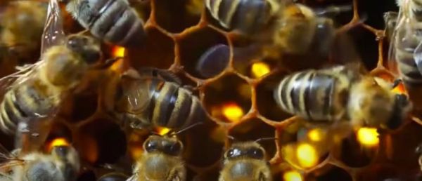 La Commission européenne annonce de nouvelles propositions pour enrayer le "déclin alarmant" des populations d'abeilles et d'autres insectes pollinisateurs indispensables à la production agricole
