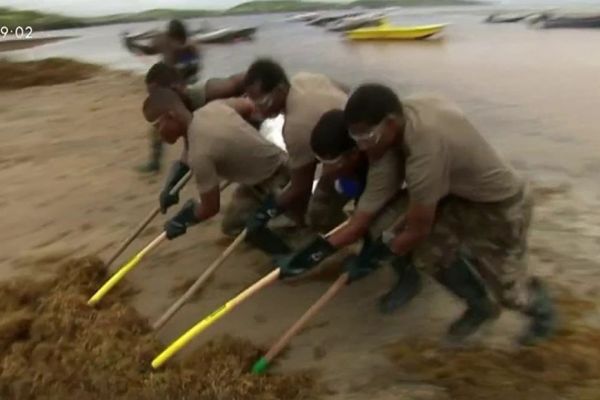 Sargasses : un cas d'intoxication aigüe à l'hydrogène sulfuré détecté en Martinique