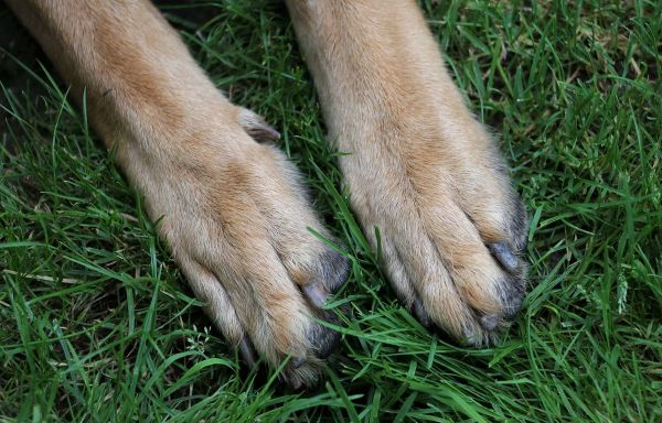 Agé de plus de 30 ans, Bobi est le plus vieux chien du monde