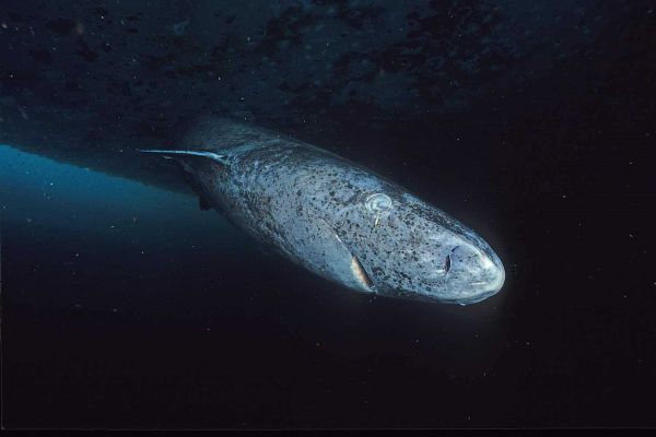 Dix animaux qui vivent (beaucoup) plus longtemps que nous