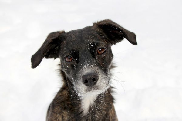Des chercheurs veulent empêcher les chiens de vieillir