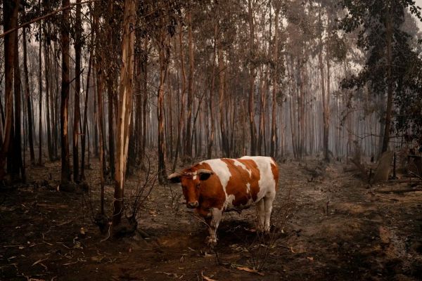 Au Chili, les immenses feux de forêt ont fait au moins vingt-quatre morts et plus de 1 100 blessés