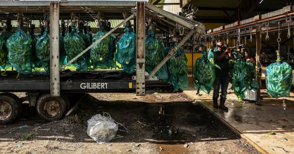 Chlordécone, concurrence déloyale... Le grand déclin de la banane antillaise