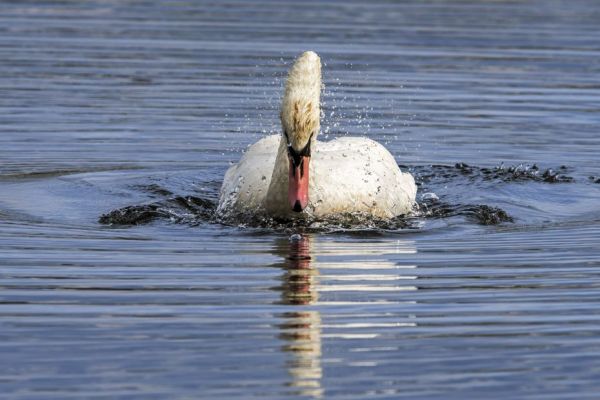 Grippe aviaire : un nouveau cas de virus H5N1 détecté sur un cygne retrouvé mort en Camargue