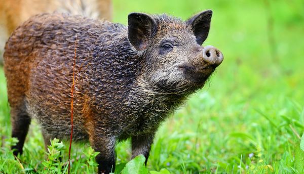 Mascotte d'un village, un marcassin froidement abattu au fusil de chasse !