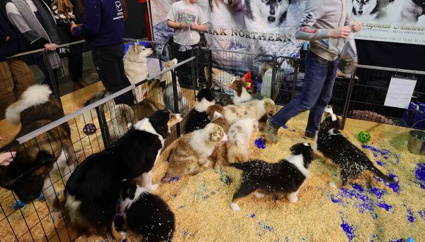Salons du chiot et du chaton : la Fondation 30 Millions d'Amis demande la fin des exhibitions d'animaux