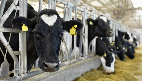 Salon de l'Agriculture 2023 : les français prêts à changer de modèle