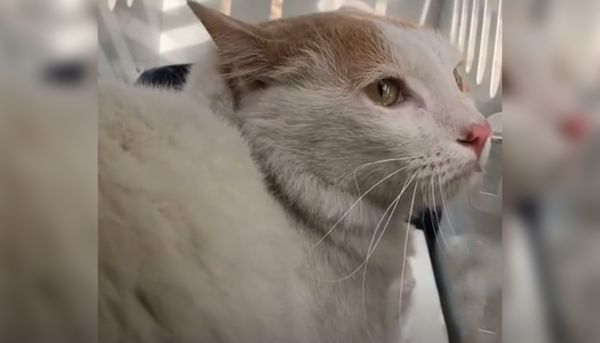 Turquie : des animaux sauvés in extremis d'un immeuble