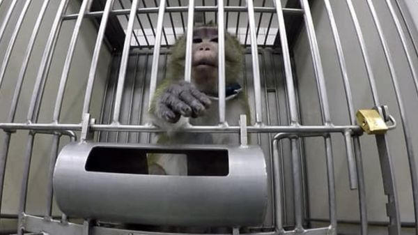Expérimentation animale : la Fondation 30 Millions d'Amis et 4 associations saisissent la ministre de la Recherche