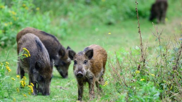 Le sanglier, à nos désamours
