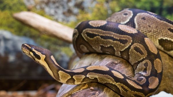 Fiche d’élevage : comment maintenir un python royal en captivité ?