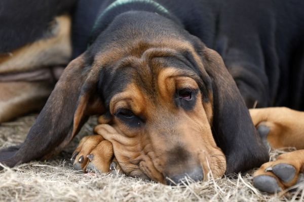 Décès de plusieurs chiens empoisonnés à la finale du championnat de France de canicross