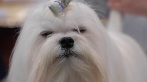 Royaume-Uni : direction Birmingham pour le Crufts, un concours canin qui a du chien