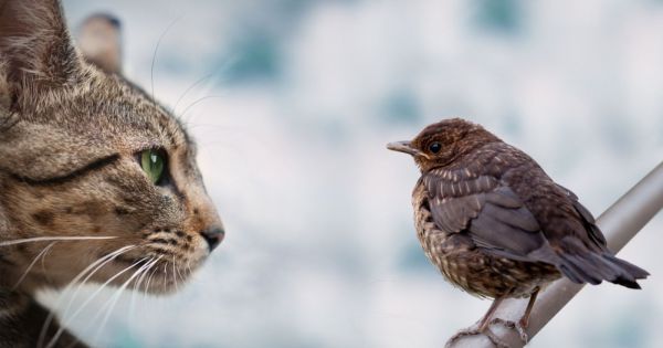 Comment empêcher mon chat de s'attaquer aux oiseaux ?