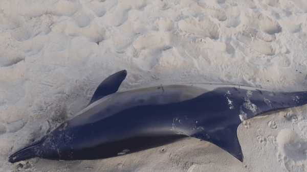 Landes : une vingtaine de cadavres de dauphins échoués sur les plages
