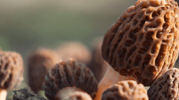 Gastronomie : la morille, le champignon gourmet du printemps