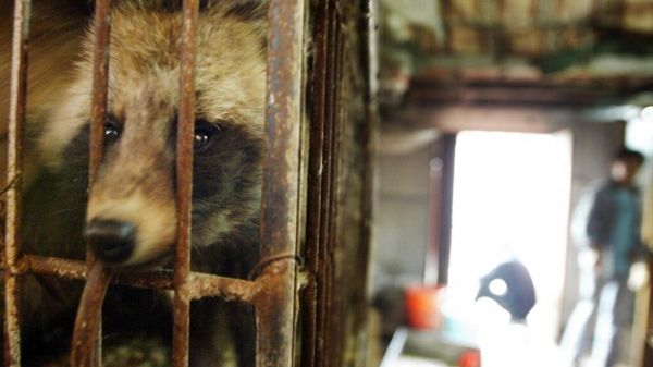 Covid-19: le chien viverrin est-il à l'origine de la transmission de la maladie à l'homme?