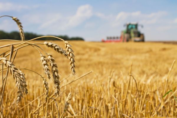 Des tomates plus saines, des grains plus durs.  Autoriser les cultures génétiquement modifiées, demandent des scientifiques de l’UE