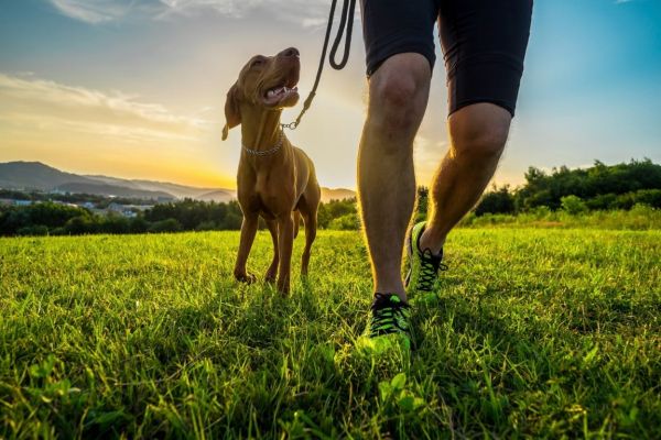 3 idées originales pour une promenade avec votre chien