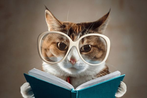 Les animaux les plus intelligents et fascinants du monde animal.