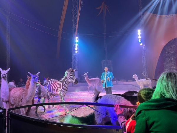 Des élus "déçus" et "contrariés" réagissent après la représentation du cirque Zavatta à Menton