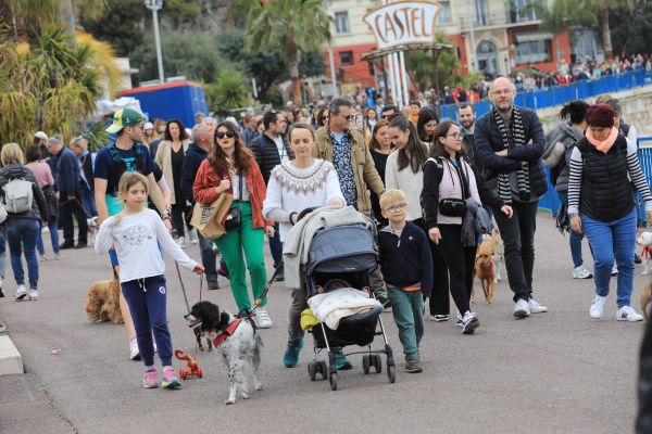 Chiens, lamas, âne... La marche des animaux de Nice en 5 photos