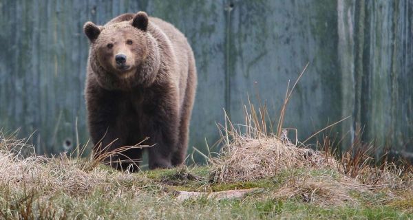 La saga de l'ours brun dans les Pyrénées