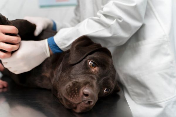 Comment traiter les parasites chez le chien ?