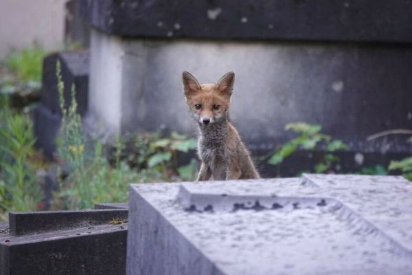 Animal, même pas mal !