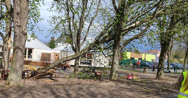 Intempéries. Coups de vent et chutes d'arbres dans le Sud Alsace