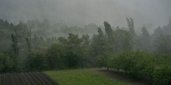 Tempête Mathis : un jeune homme de 19 ans décède après une chute d'arbre dans les Vosges