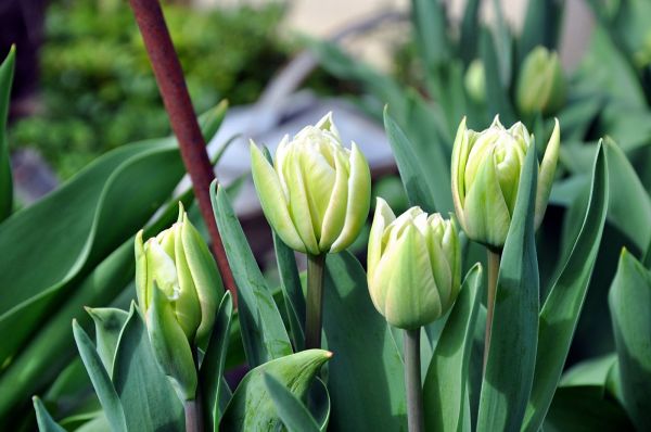 Les fleurs du Jardin...
