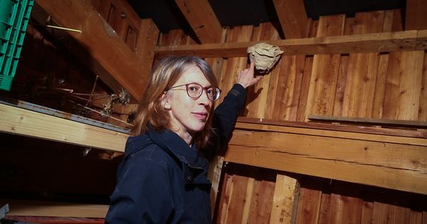 «Seul un nid de guêpe sur 100 nécessite vraiment une destruction»