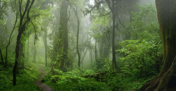 Quand la Terre entière était recouverte de forêts